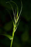 Eastern bottlebrush grass